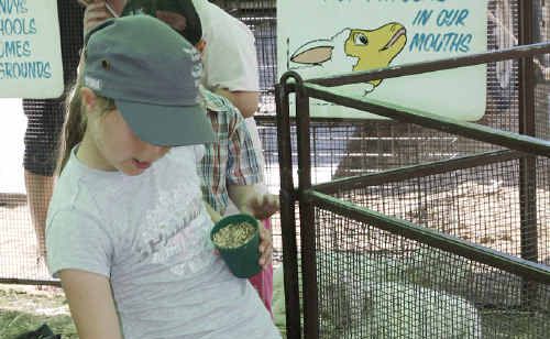An animal nursery was a fun attraction at the Fraser Coast Living Expo last year. An animal nursery was a fun attraction at the Fraser Coast Living Expo last year.